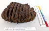 Palaeoloxodon antiquus Straight-tusked elephant tooth 