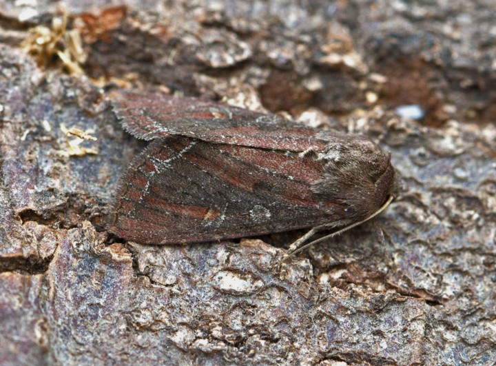 Bright-line Brown-eye  Lacanobia oleracea Copyright: Graham Ekins