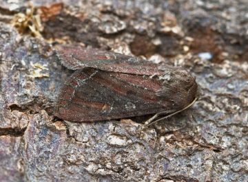 Bright-line Brown-eye  Lacanobia oleracea Copyright: Graham Ekins