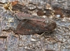 Bright-line Brown-eye  Lacanobia oleracea