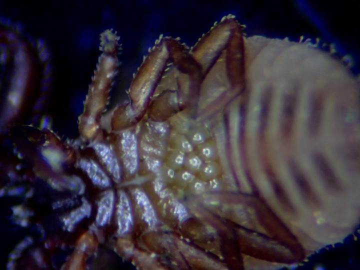 Chernes cimicoides female underside with eggs Copyright: Simon Taylor