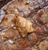 Adoxophyes orana Copyright: Ben Sale