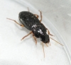 Harpalus latus