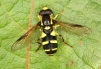 Xanthogramma pedissequum