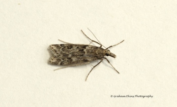 Eudonia angustea 3 Copyright: Graham Ekins