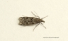 Eudonia angustea 3 Copyright: Graham Ekins