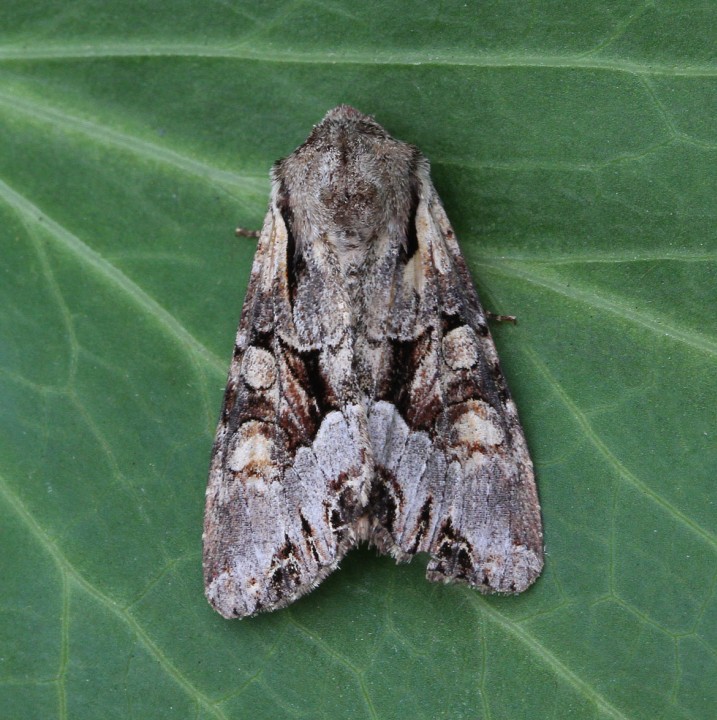 Pale-shouldered Brocade  Lacanobia thalassina Copyright: Graham Ekins