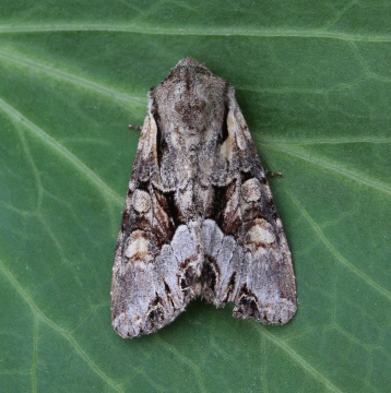 Pale-shouldered Brocade  Lacanobia thalassina Copyright: Graham Ekins