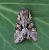 Pale-shouldered Brocade  Lacanobia thalassina