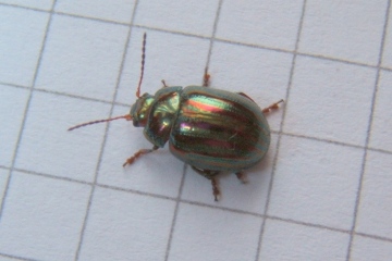 Rosemary Beetle Copyright: Peter Pearson