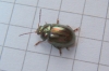 Rosemary Beetle Copyright: Peter Pearson