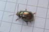 Rosemary Beetle