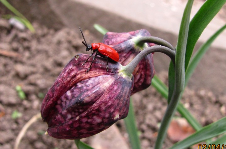 Lily Beetle Copyright: Graham Smith