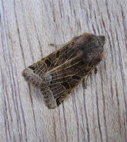 Lunar Underwing Copyright: Stephen Rolls