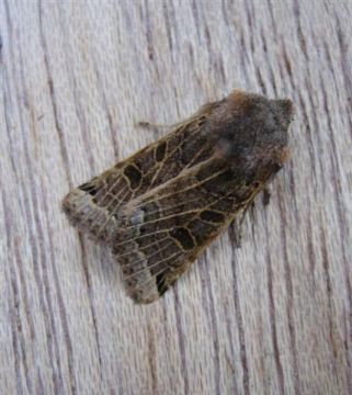 Lunar Underwing Copyright: Stephen Rolls