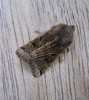 Lunar Underwing