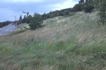 Unmown grassland in 2001 Copyright: P.R. Harvey