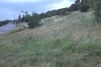 Unmown grassland in 2001 