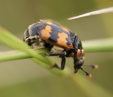 Nicrophorus vespillo 02 Copyright: Robert Smith