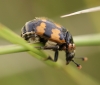 Nicrophorus vespillo 02 Copyright: Robert Smith