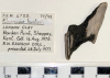 Elasmodus hunteri left mandibular plate London Clay 