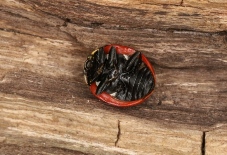 Coccinella magnifica underside Copyright: Peter Harvey