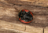 Coccinella magnifica underside