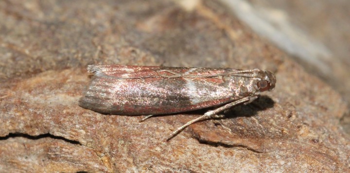 Cryptoblabes bistriga Copyright: Peter Furze