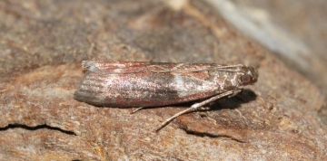 Cryptoblabes bistriga Copyright: Peter Furze