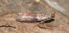 Cryptoblabes bistriga