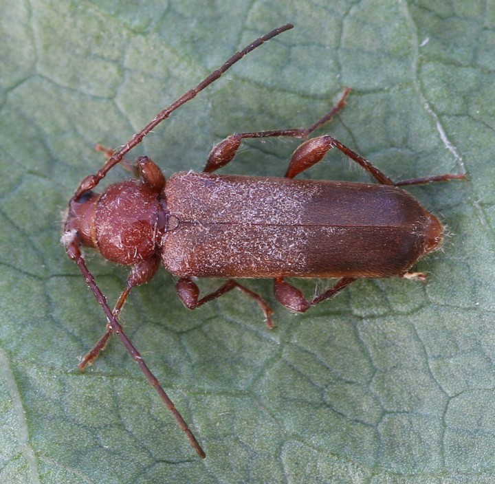 Phymatodes testaceus (Tanbark Borer) Copyright: Graham Ekins