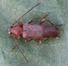 Phymatodes testaceus (Tanbark Borer) 