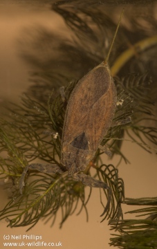 water scorpion Copyright: Neil Phillips