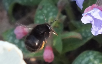 Hairy-footed Flower bee Copyright: Peter Pearson