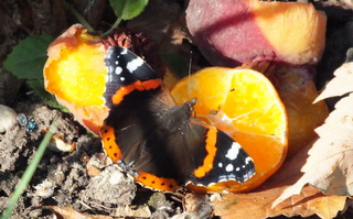 Red Admiral on orange Copyright: Peter Pearson