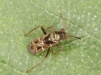 Pilophorus clavatus