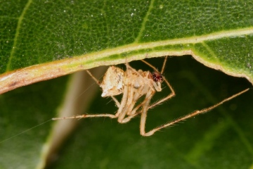 Ero tuberculata male Copyright: Peter Harvey