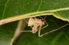 Ero tuberculata male Copyright: Peter Harvey