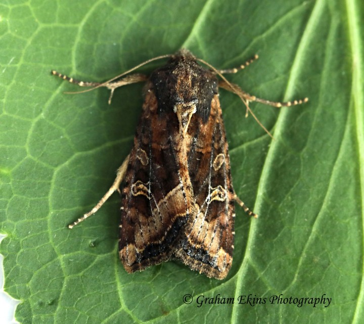 Crescent    Helotropha leucostigma Copyright: Graham Ekins