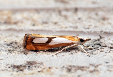 Catoptria pinella 4 Copyright: Ben Sale