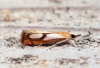 Catoptria pinella 4 Copyright: Ben Sale