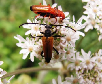 Black-striped Longhorn Beetle Copyright: Graham Smith