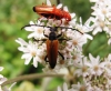 Black-striped Longhorn Beetle 