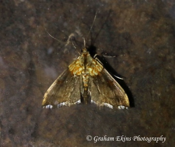 Agrotera nemoralis 2 Copyright: Graham Ekins