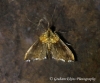 Agrotera nemoralis 2 Copyright: Graham Ekins