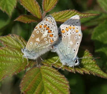 Common Blue (in cop) Copyright: Robert Smith