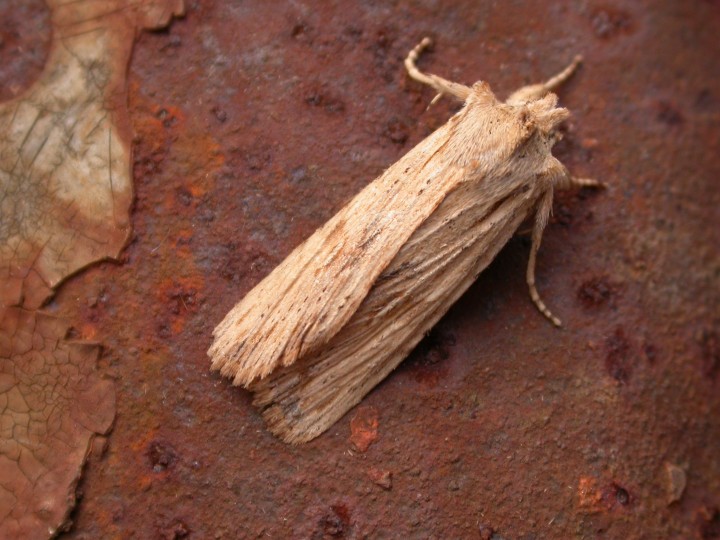 Pale pinion 3 Copyright: Graham Bailey