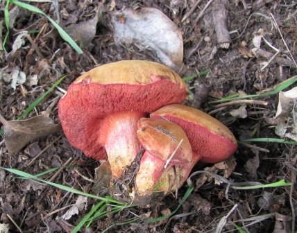 Rubinoboletus rubinus Copyright: Graham Smith