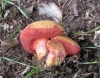 Rubinoboletus rubinus 