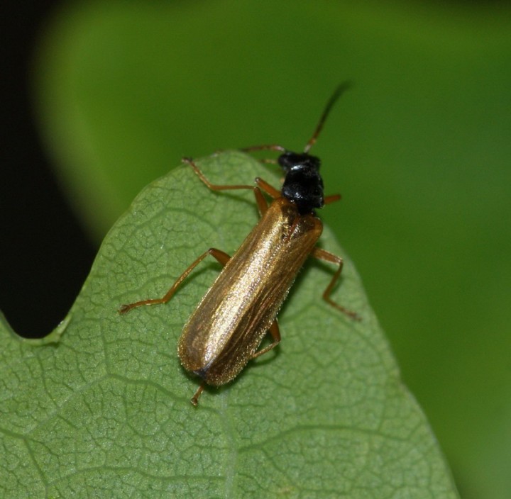 Rhagonycha lignosa Copyright: Robert Smith